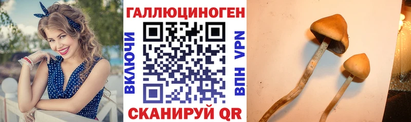 omg ссылка  Ветлуга  Псилоцибиновые грибы Psilocybe 